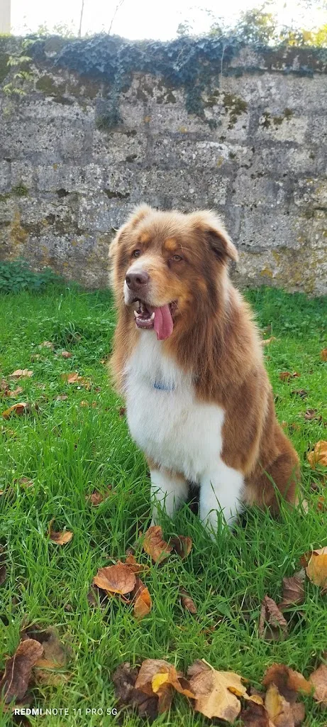 L'atelier canin - photo 3