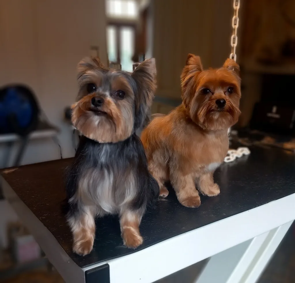 Casa Dog Salon Toilettage Canin - photo 2
