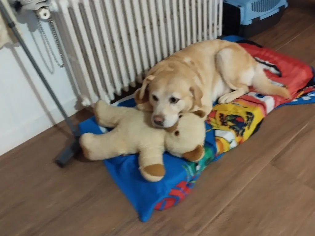 Elégance Canine - photo 2