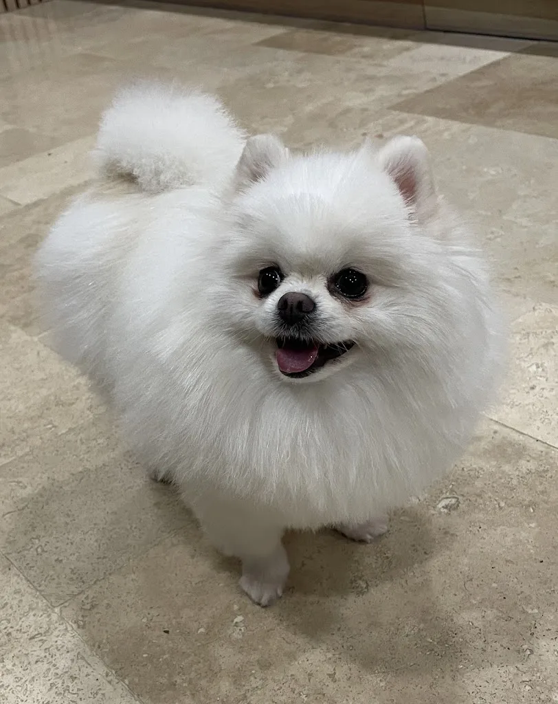 Aristo Pets - photo 2