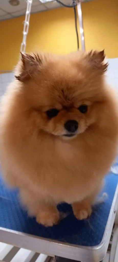 Aristo Pets - photo 3