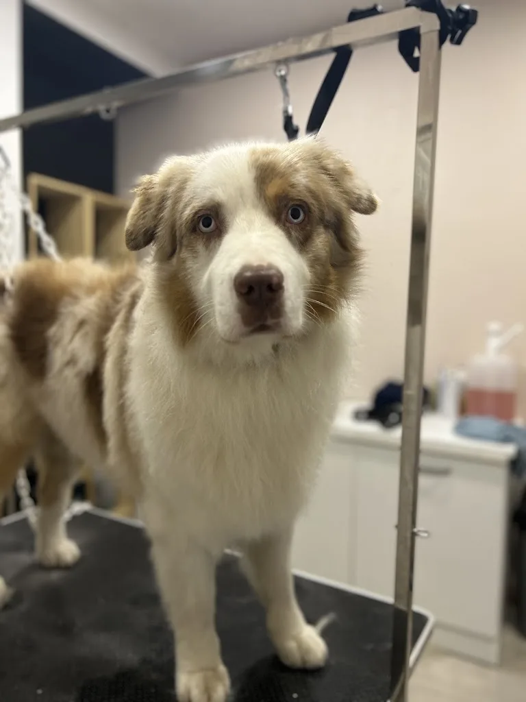 Détente chiens et chats toiletteur - photo 1