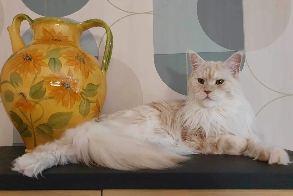 Détente chiens et chats toiletteur - photo 2
