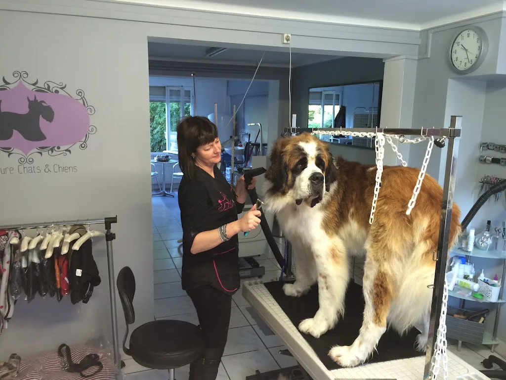 Détente chiens et chats toiletteur - photo 3