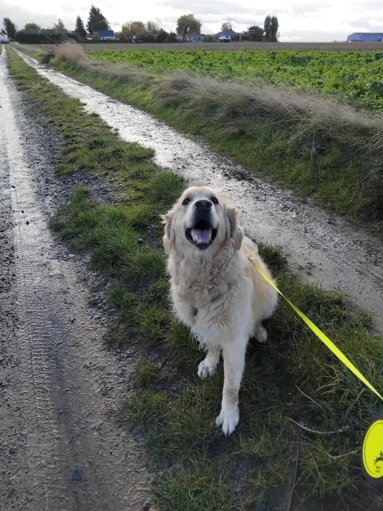 Pension Canine De L' Estoez - photo 1