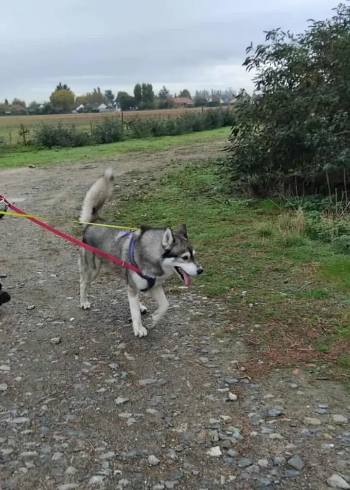 Pension Canine De L' Estoez - photo 2