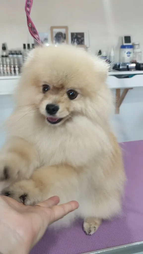 Ô Chien Pacha - photo 2