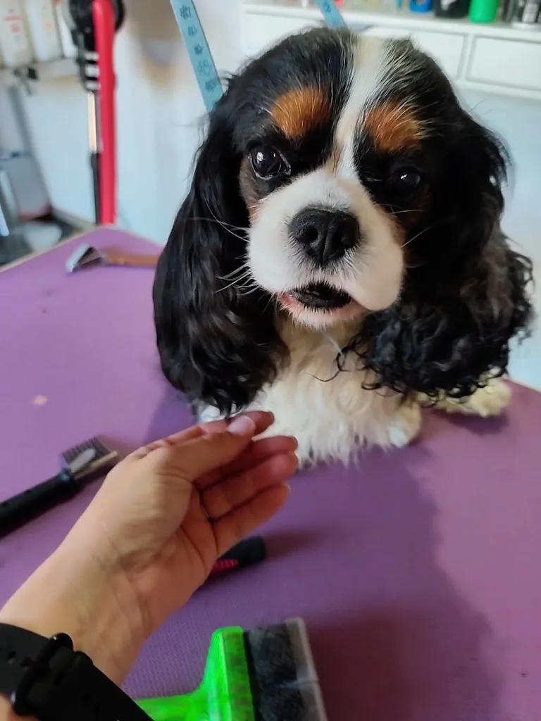 Ô Chien Pacha - photo 3