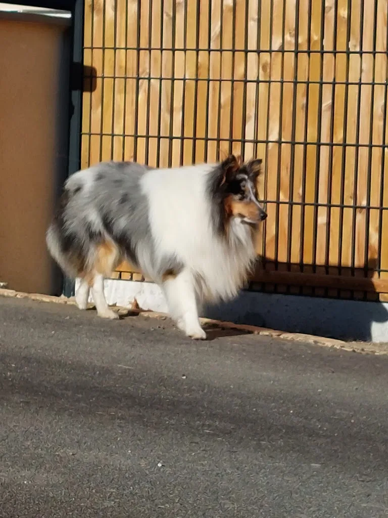 Dog Paradise - photo 2