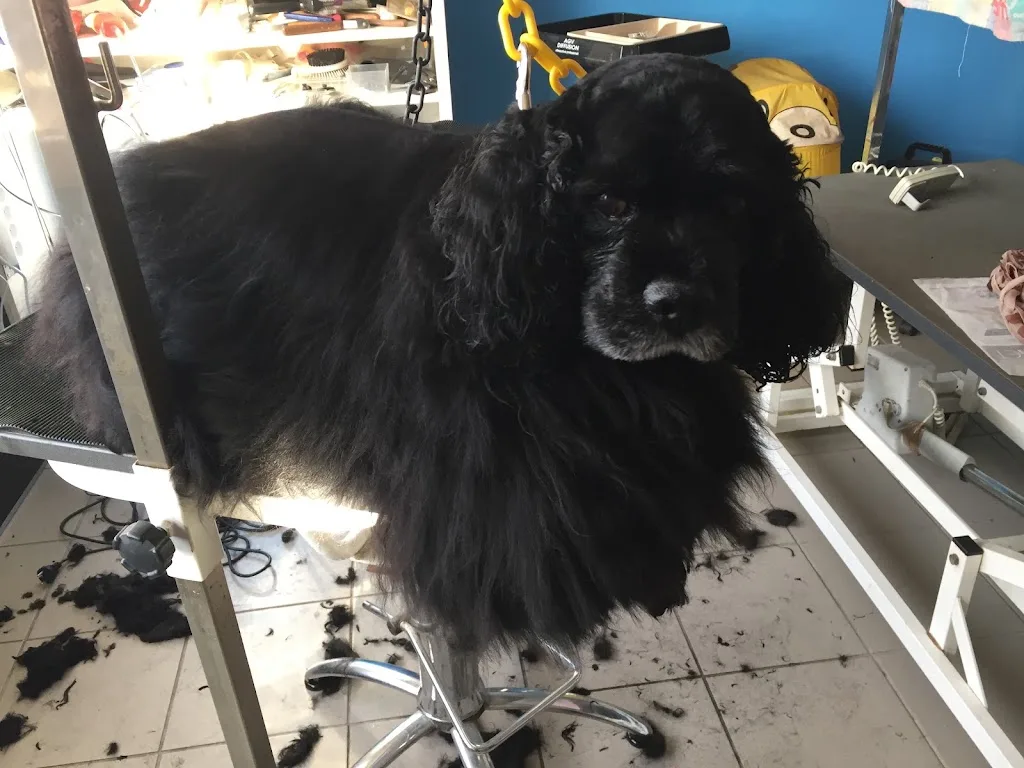 Le Caniche Royal - photo 1