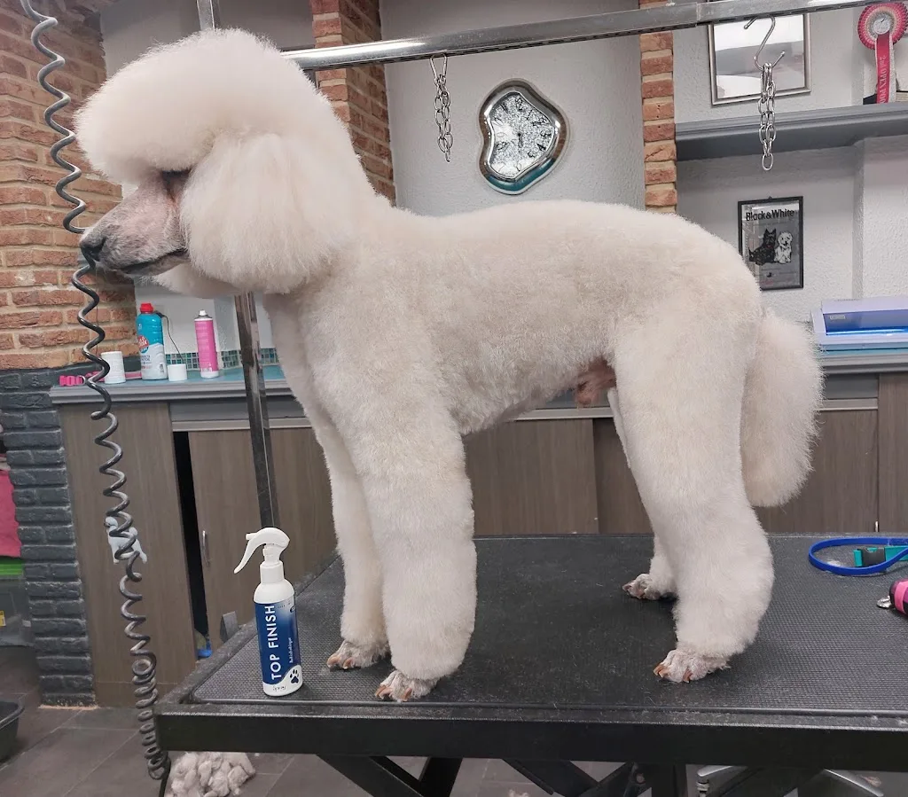 Le Caniche Royal - photo 3
