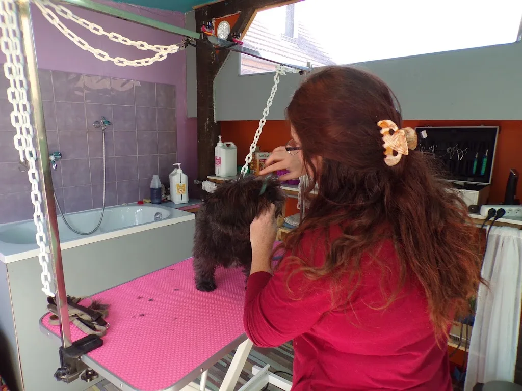 Salon de Toilettage L'Arche de guimauve et pension canine familiale - photo 3