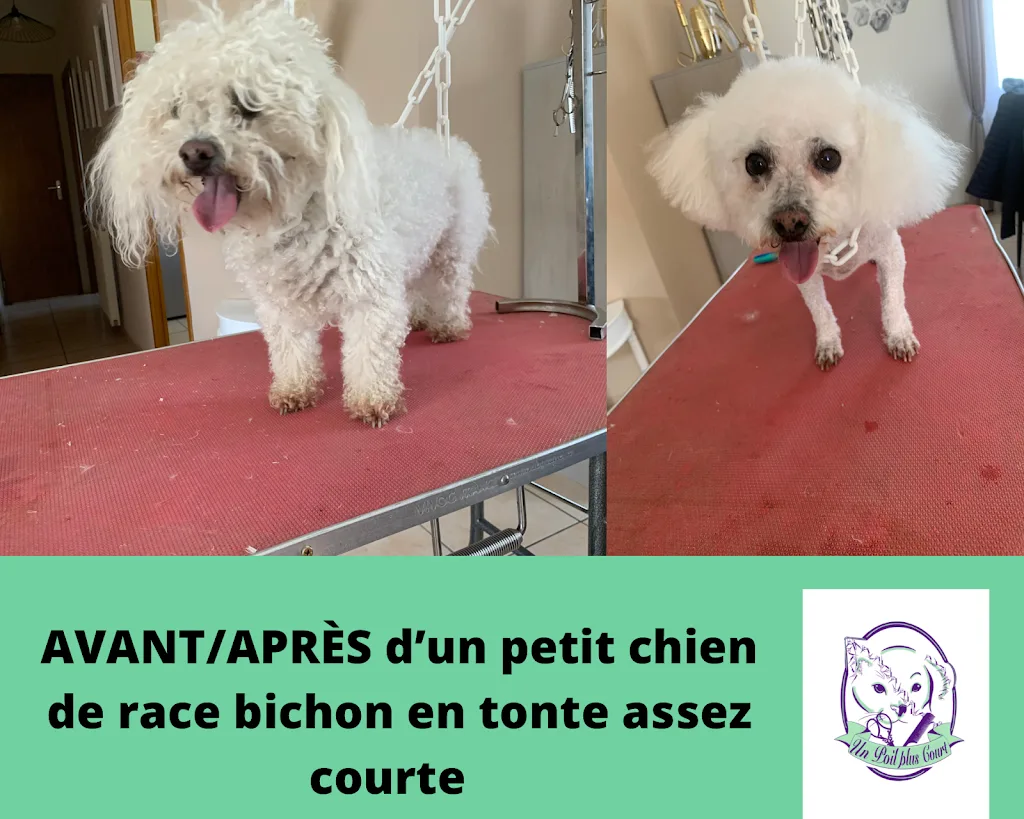 Un poil plus court - photo 2