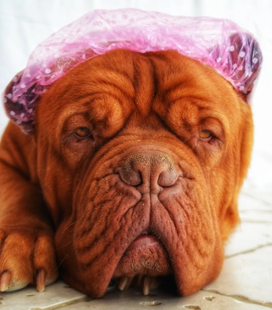 Toutou tout beau - photo 3