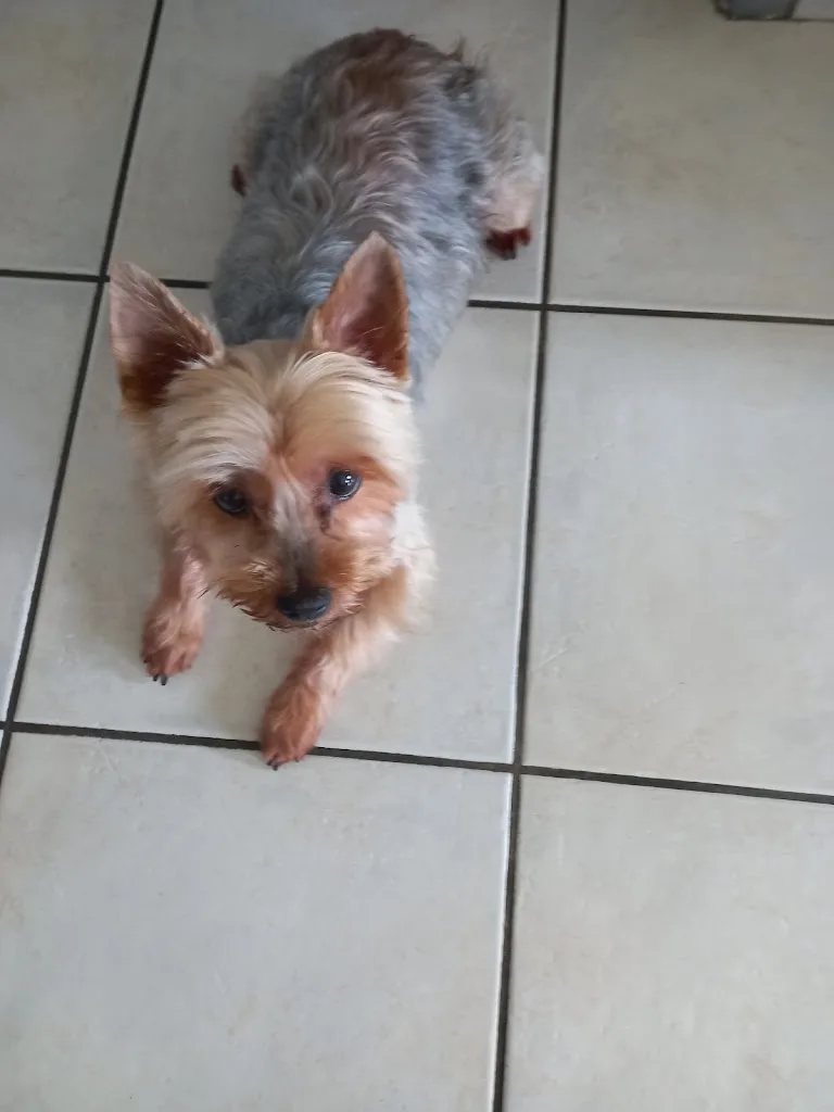 AMIDOG - photo 1