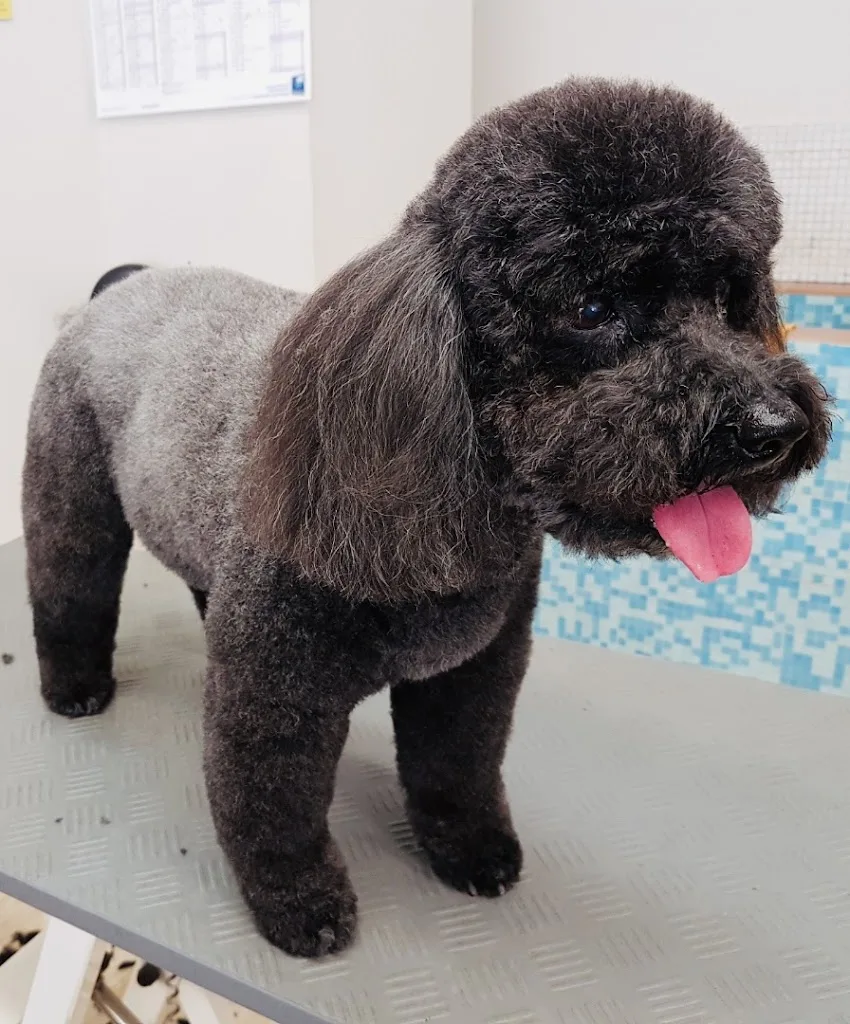 Nini Dog - photo 2