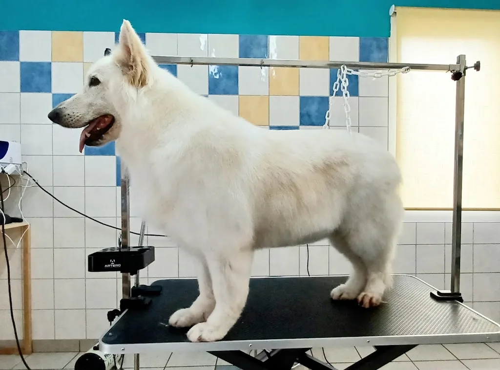L'Esthetichien toilettage canin - photo 3