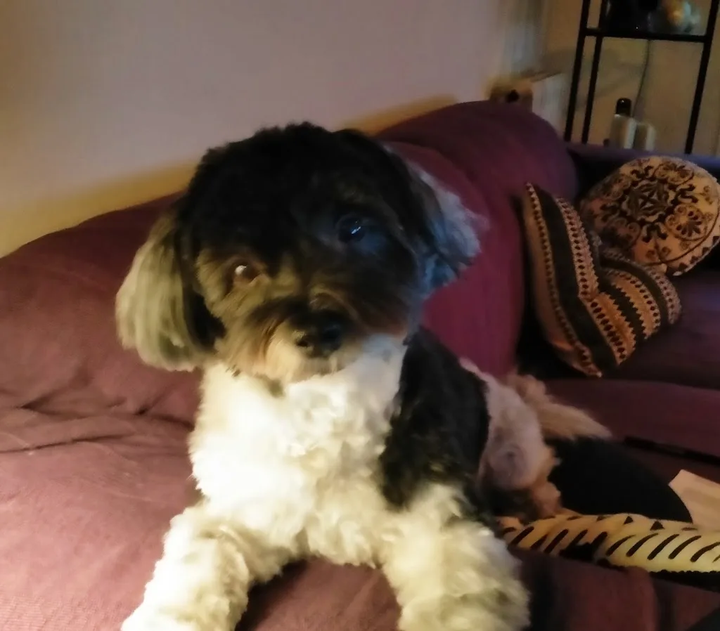 PRINCESS CANICHE - photo 3
