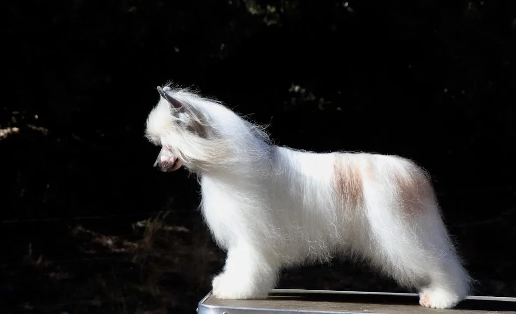Chien Chic en Harmonie - photo 2