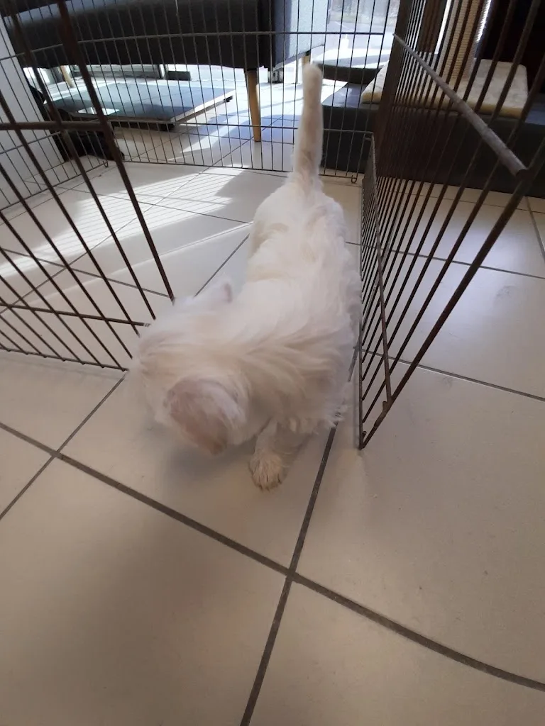 Terranimo - Rennes Animalerie, Salon de toilettage, Pet Sitting - photo 3