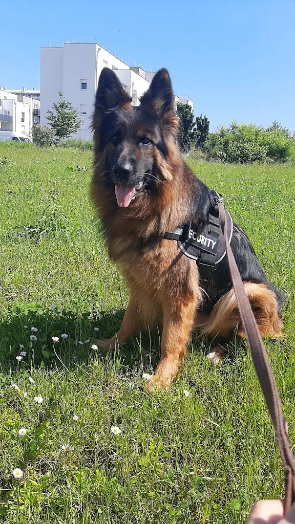 PattoZen petsitter professionnelle et toiletteuse d’entretien à Strasbourg - photo 3