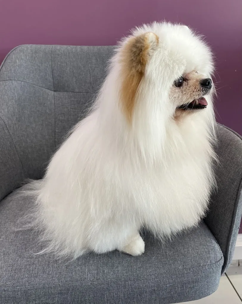 Beauté Canine - photo 2