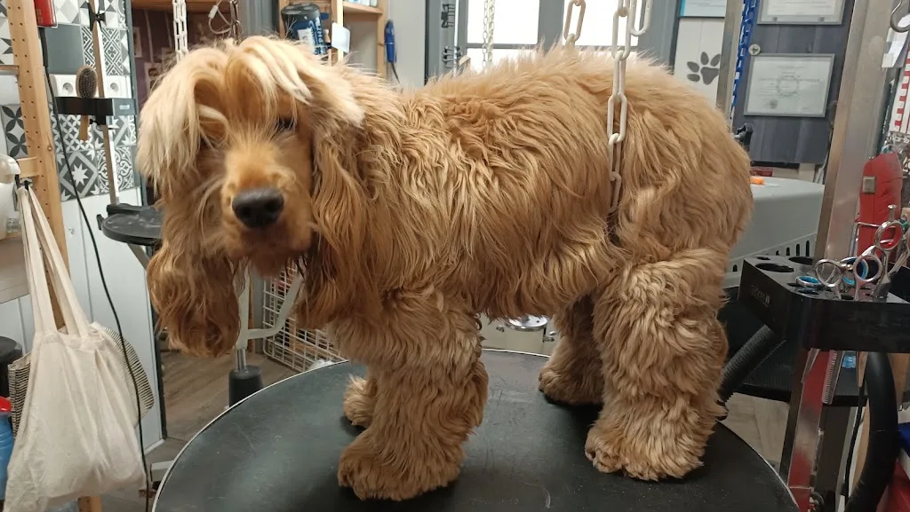 Dog Shop - photo 1
