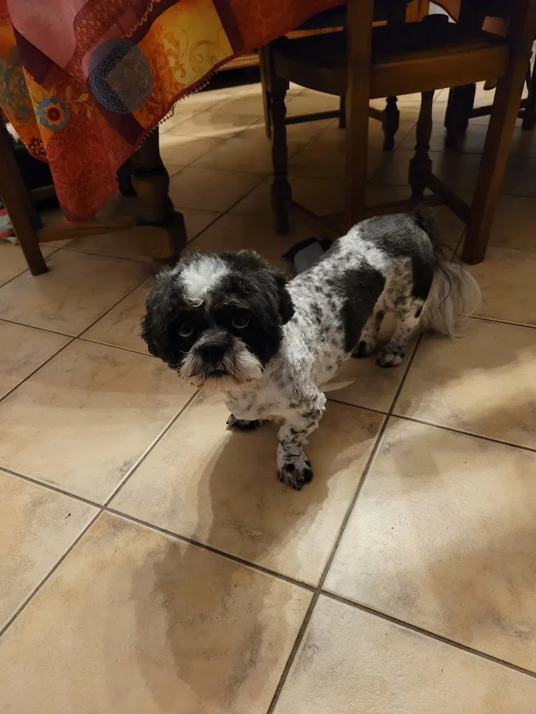 Toilettage Canin - photo 3