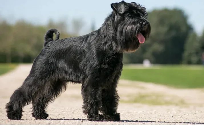 Fun Dog - photo 1