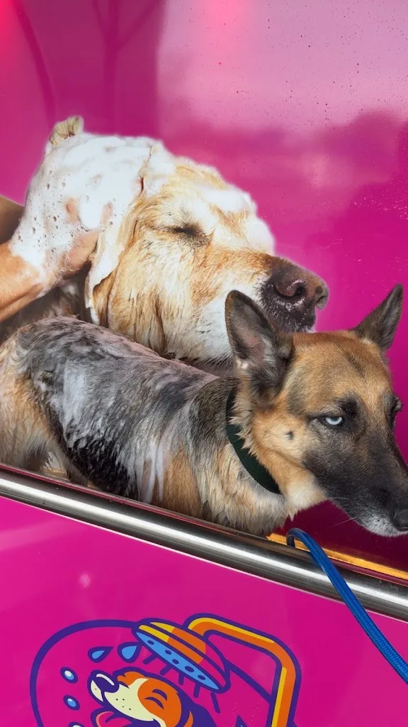 Dogwash17 - photo 1