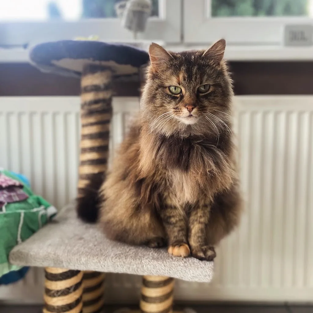 Minos&Lotti | chat et lapin - photo 2