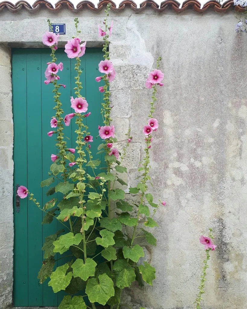 Contu - photo 1
