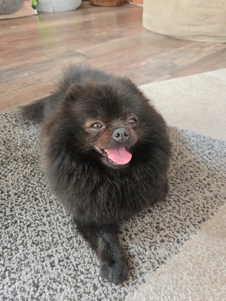 Bigoudi Dog - photo 1
