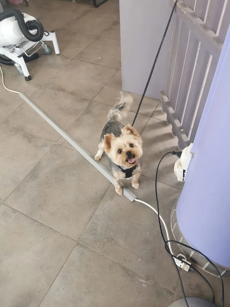 Bigoudi Dog - photo 2