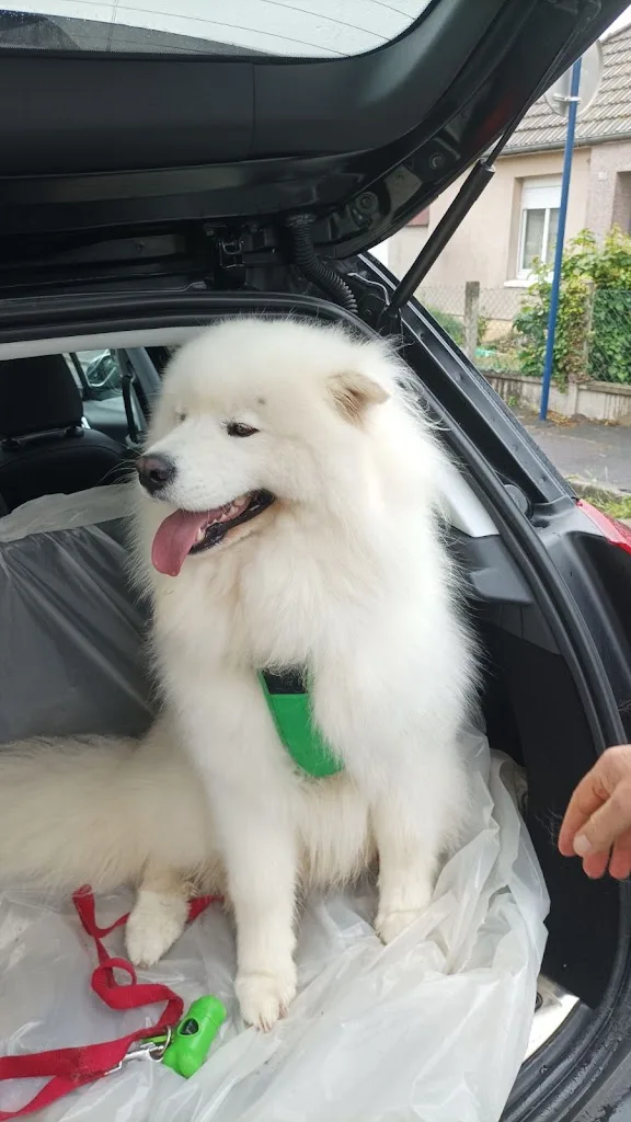 Bigoudi Dog - photo 3