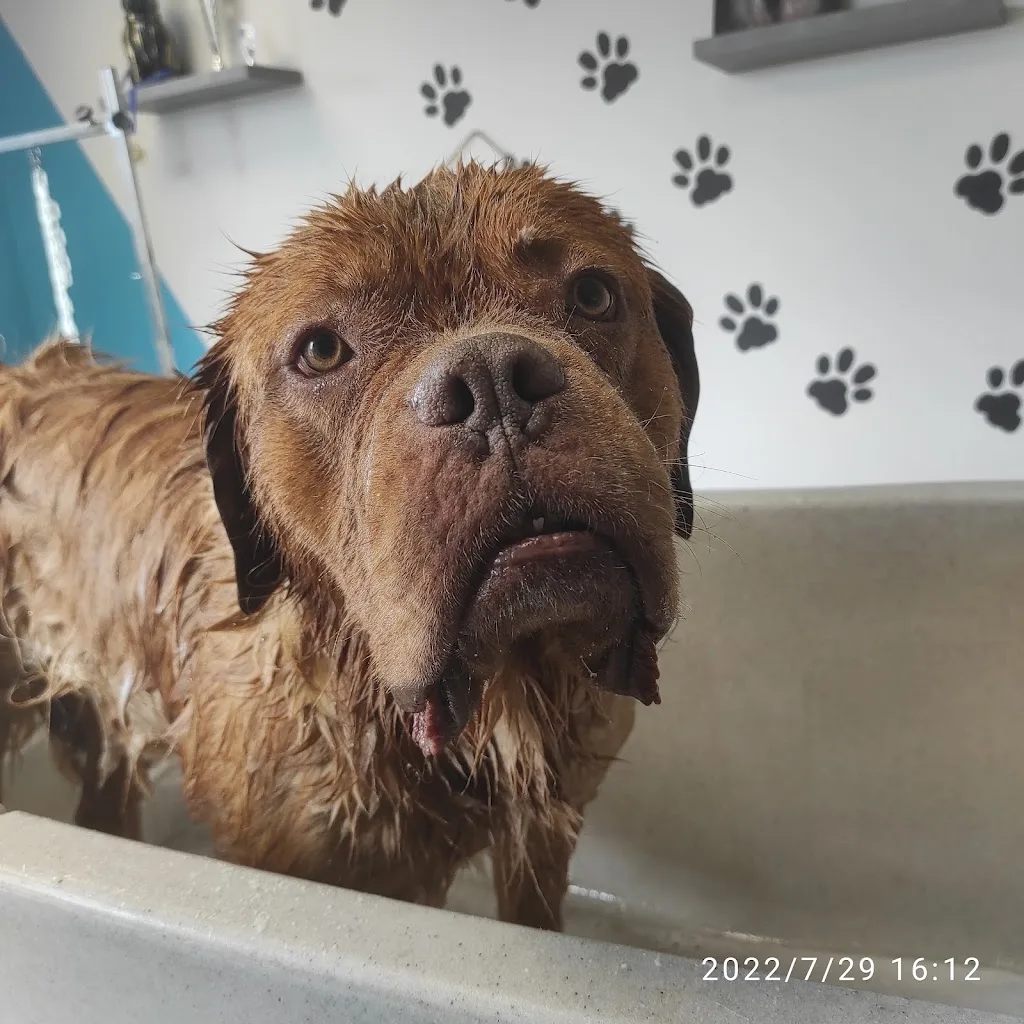 Croc Beau toilettage canin - photo 3