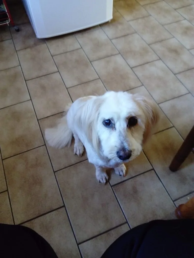 Sympa les Chiens Stephanie - photo 2