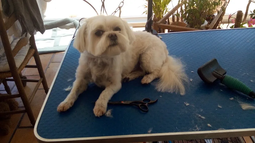 Les Chiens dans l' Vent / Ciska Schenk - photo 1