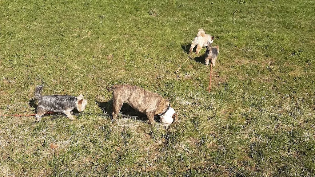 Au domaine des loulous Toilettage et pension canine - photo 1