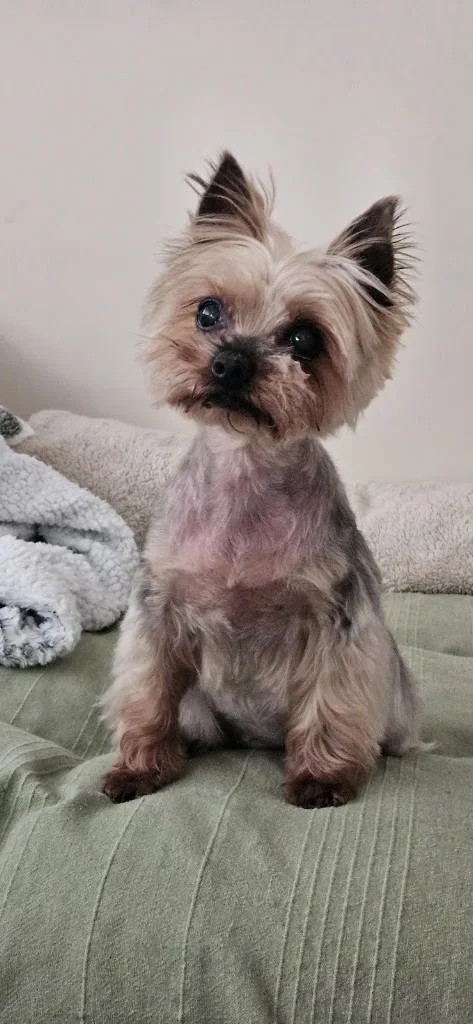 Beauty Dog - photo 1