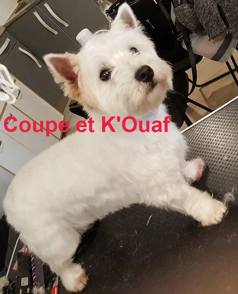 Coupe et K'Ouaf - Toilettage à domicile Nantes - photo 2