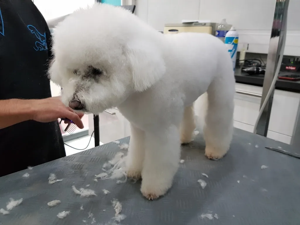 Chien Botté - photo 1