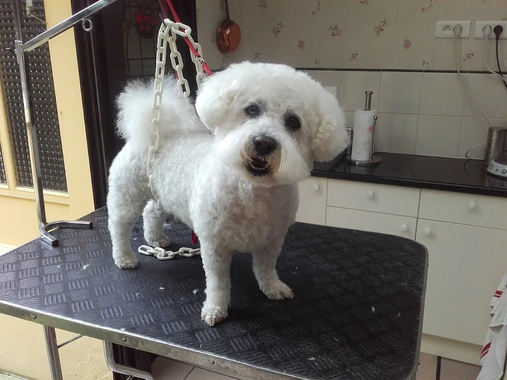 Douce heure canine - photo 2
