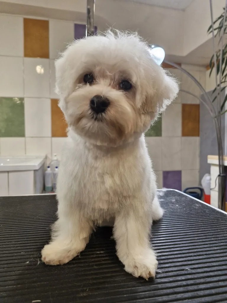 Au chien beauté - photo 2