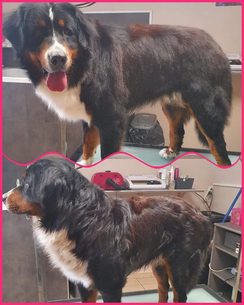 Styl'canin Salon De Toilettage - photo 1