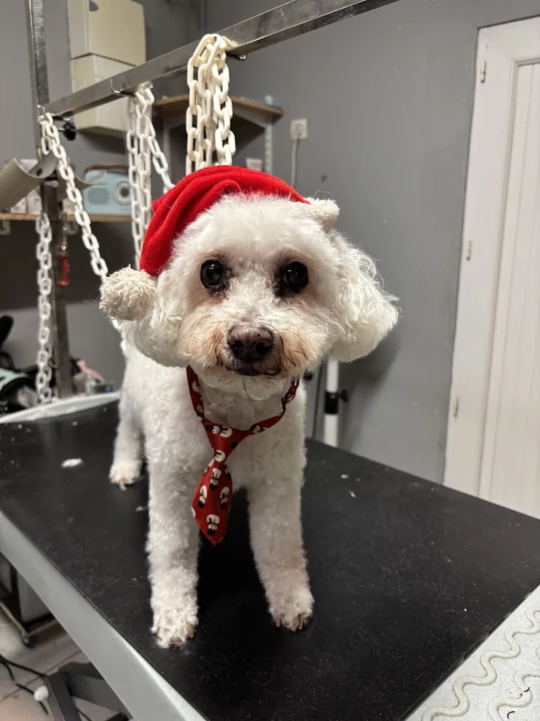 Styl'canin Salon De Toilettage - photo 2