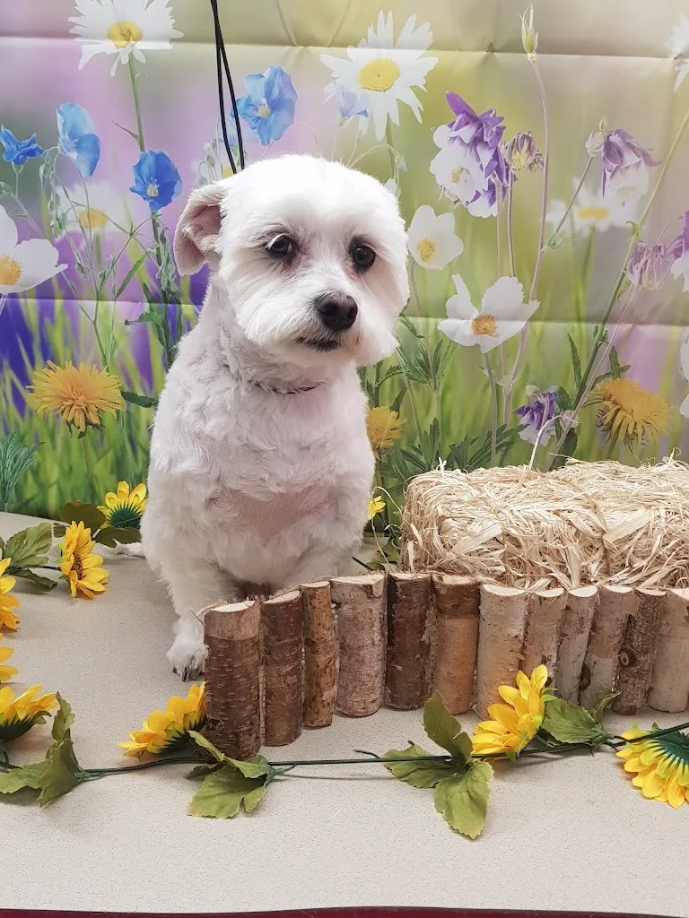 Flair’allure l’institut de toilettage canin et félin - photo 2