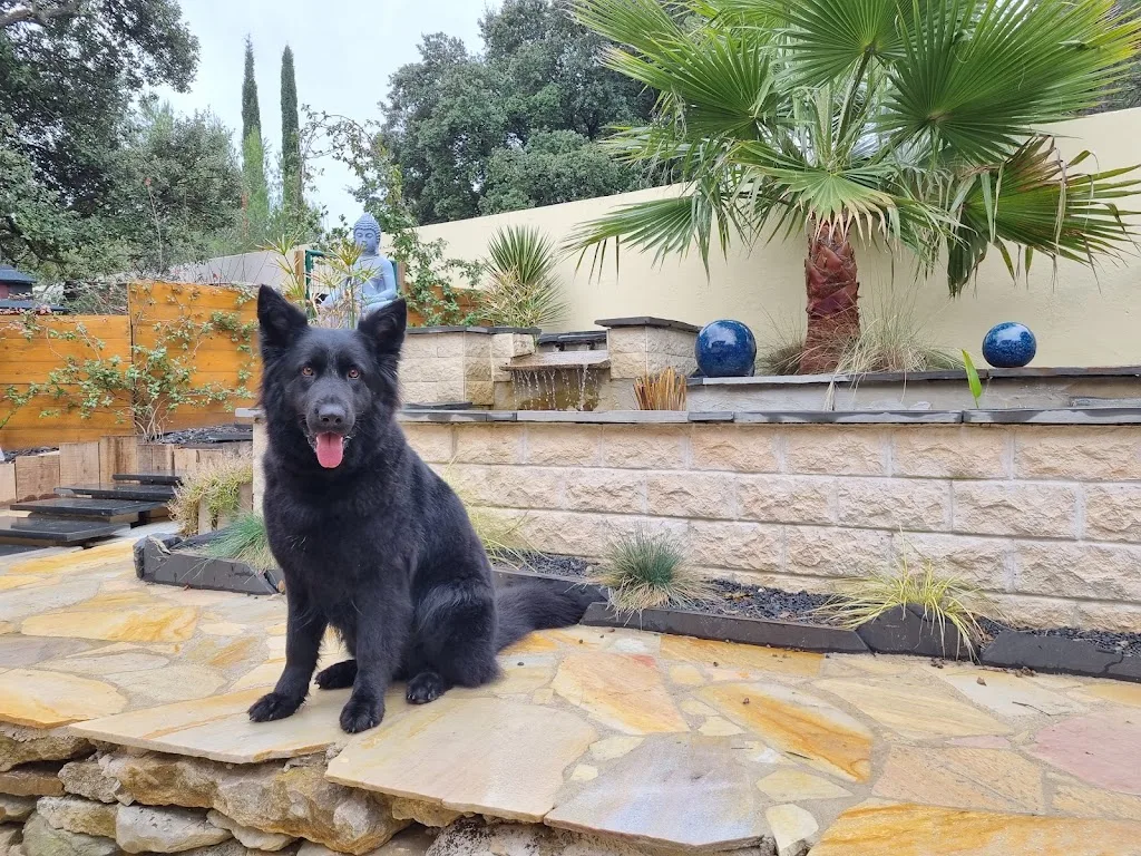 Au Petit Boudoir canin - photo 2