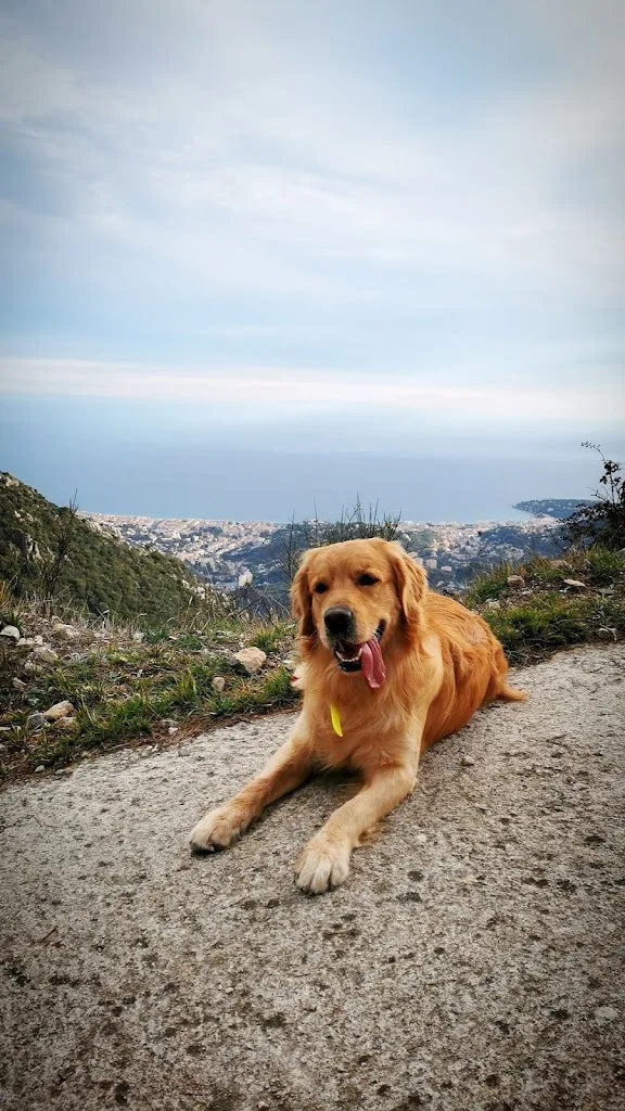 Rêves canin - photo 1
