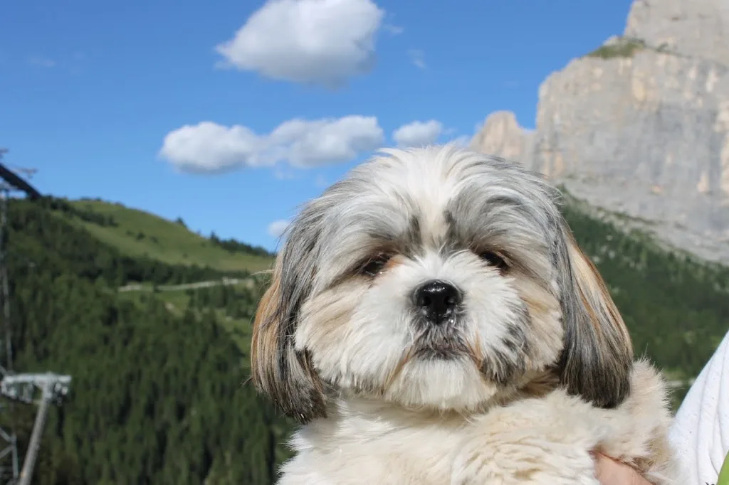 Brin de toilette canin - photo 2